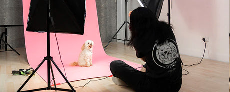 Pet Photographer
