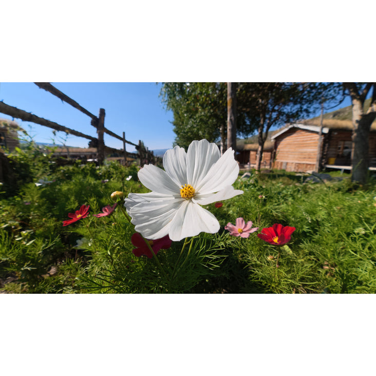 DJI Osmo Action 6 Standard Combo