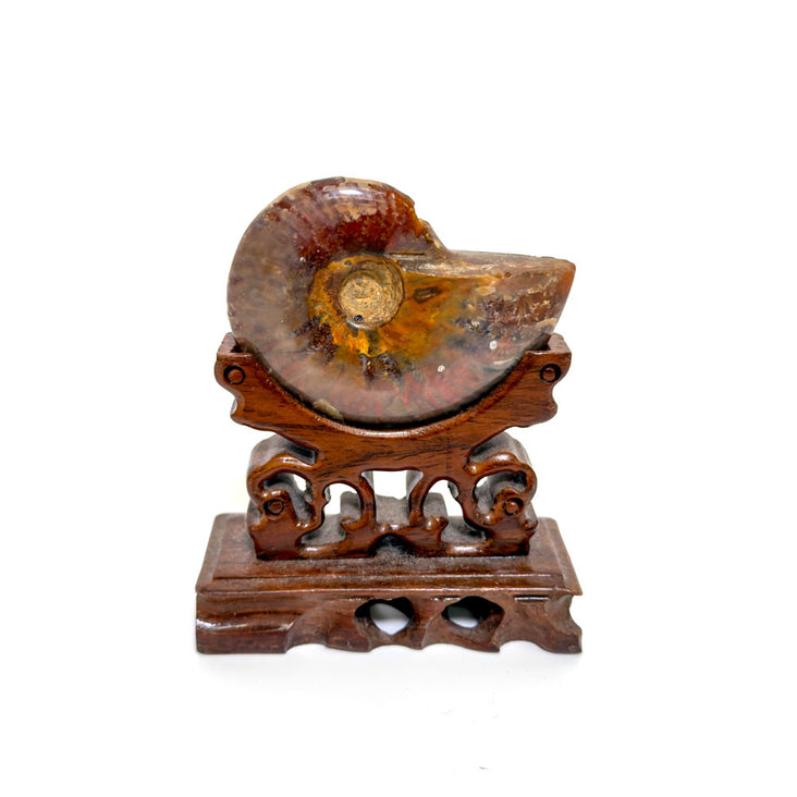 Spectrum Infinity Macro Studio 25cm Cyclorama - Bundle